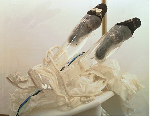 Transparent legs from cremaster